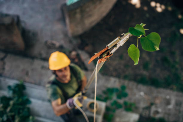 Best Tree and Shrub Care  in Hobart, WA